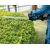  Кусторез аккумуляторный Makita DUH606RT с акк и ЗУ 